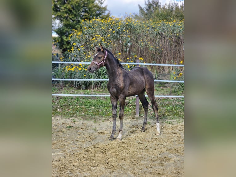 Westfalisk häst Hingst Föl (06/2024) Mörkbrun in Dorsten