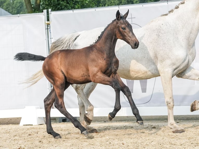 Westfalisk häst Hingst Föl (06/2024) Mörkbrun in Borchen