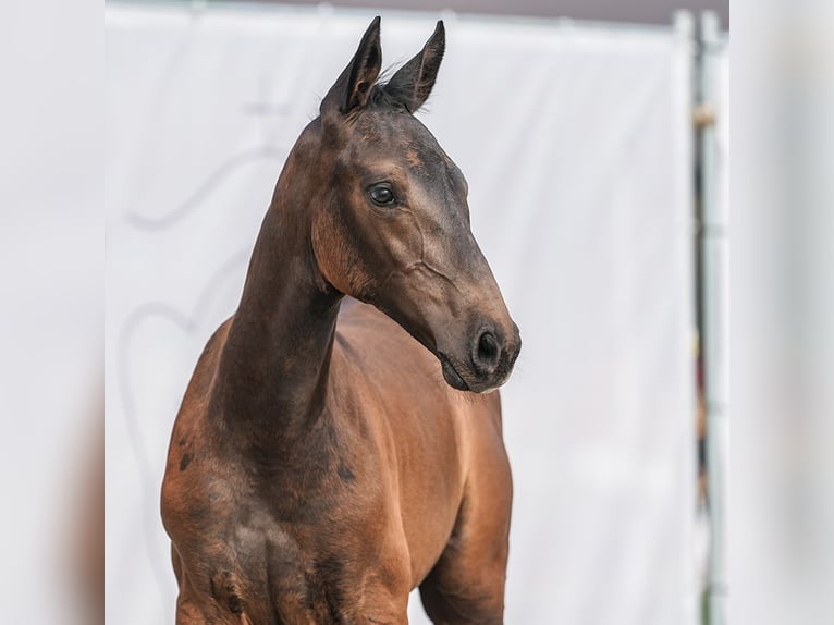 Westfalisk häst Hingst Föl (06/2024) Mörkbrun in Borchen