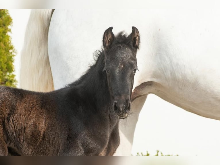Westfalisk häst Hingst Föl (03/2024) Mörkbrun in Wysin