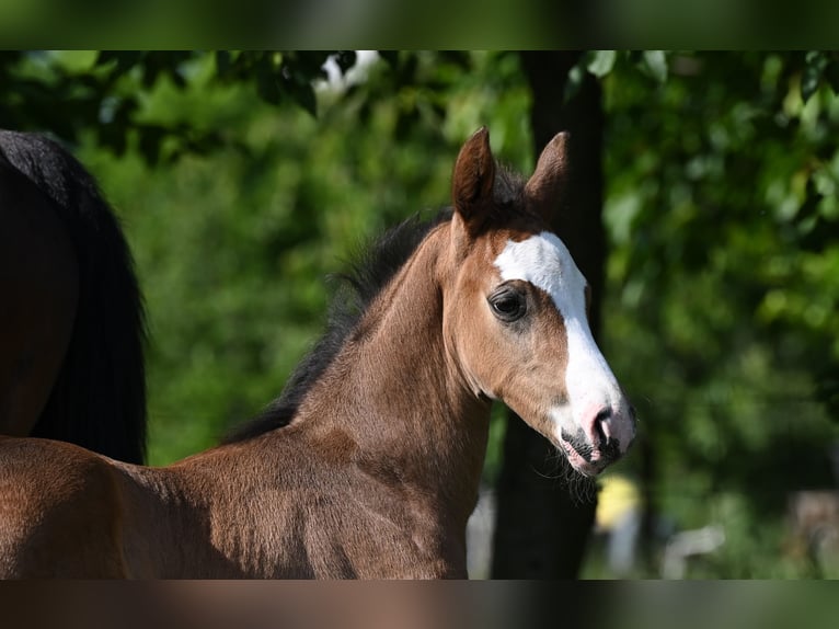 Westfalisk häst Hingst Föl (05/2024) Rökfärgad svart in Reichenwalde