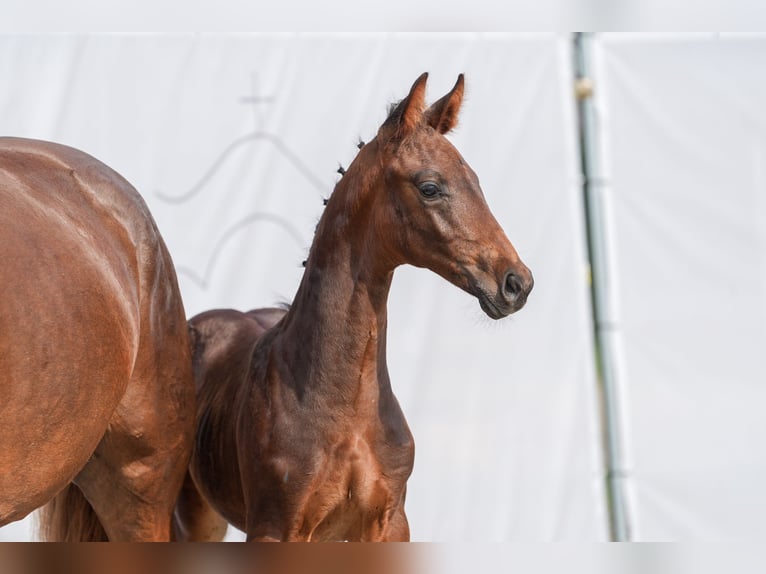 Westfalisk häst Hingst Föl (06/2024) Rökfärgad svart in Drolshagen