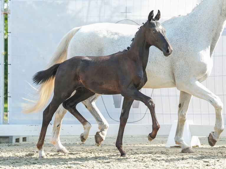 Westfalisk häst Hingst Föl (04/2024) Rökfärgad svart in Osburg