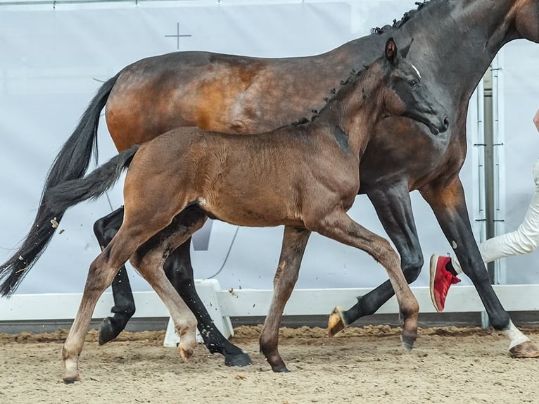 Westfalisk häst Hingst Föl (04/2024) Rökfärgad svart in Werne