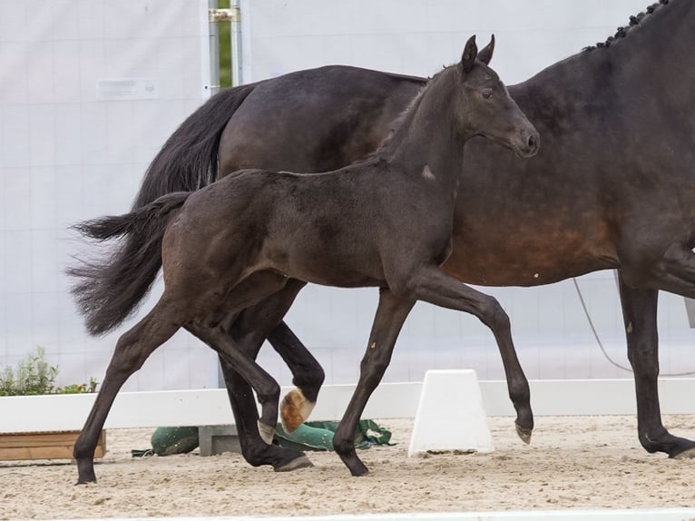 Westfalisk häst Hingst Föl (03/2024) Svart in Münster-Handorf