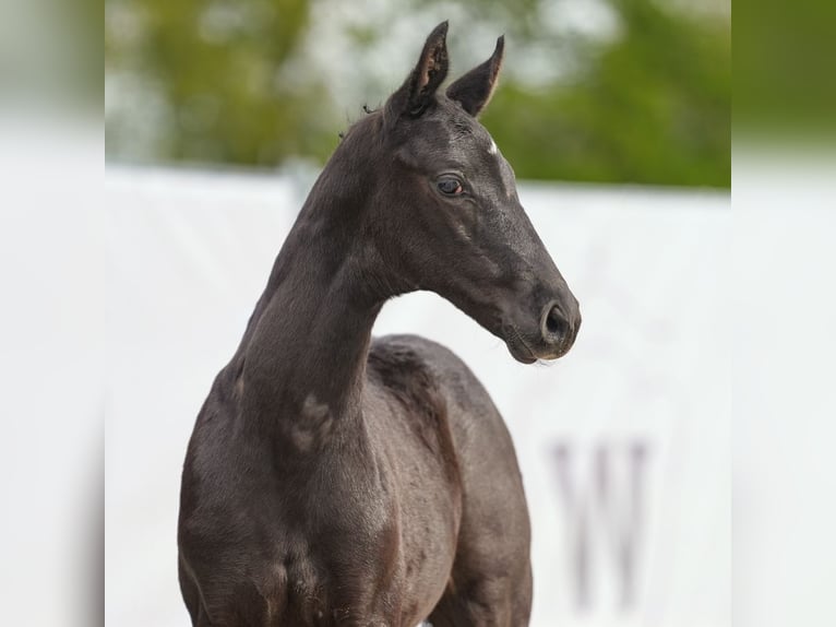 Westfalisk häst Hingst Föl (03/2024) Svart in Münster-Handorf