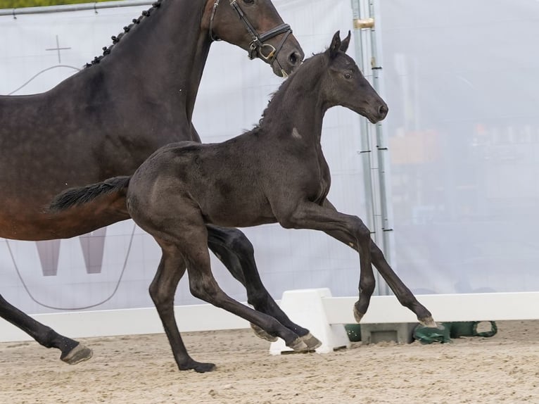 Westfalisk häst Hingst Föl (03/2024) Svart in Münster-Handorf