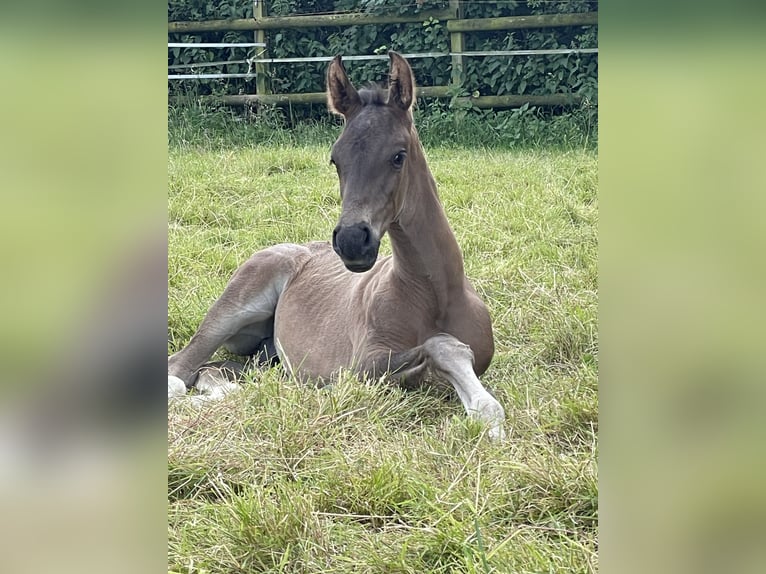 Westfalisk häst Hingst Föl (06/2024) Svart in Münster