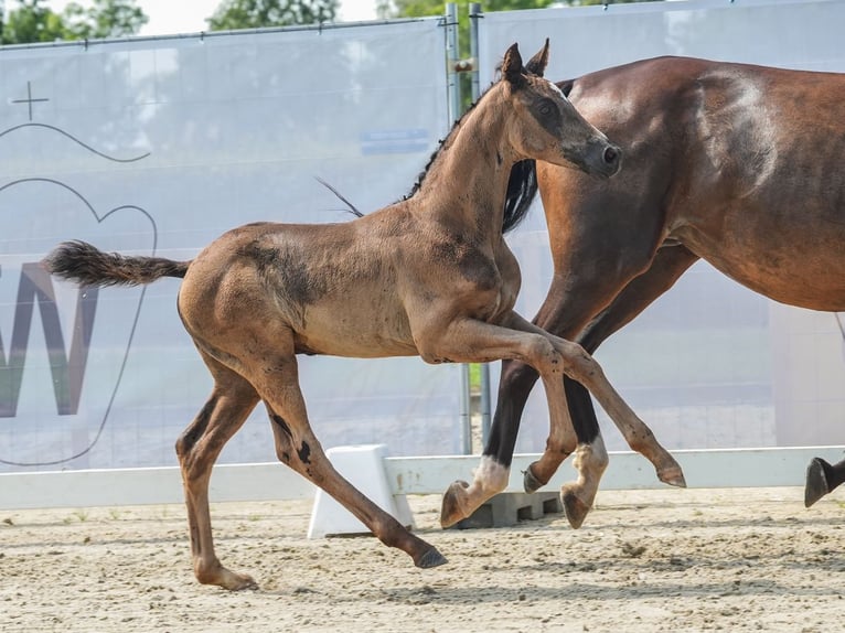 Westfalisk häst Hingst Föl (06/2024) Svart in Rheine