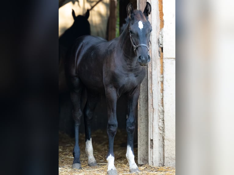 Westfalisk häst Blandning Hingst Föl (03/2024) Svart in Ragnitz