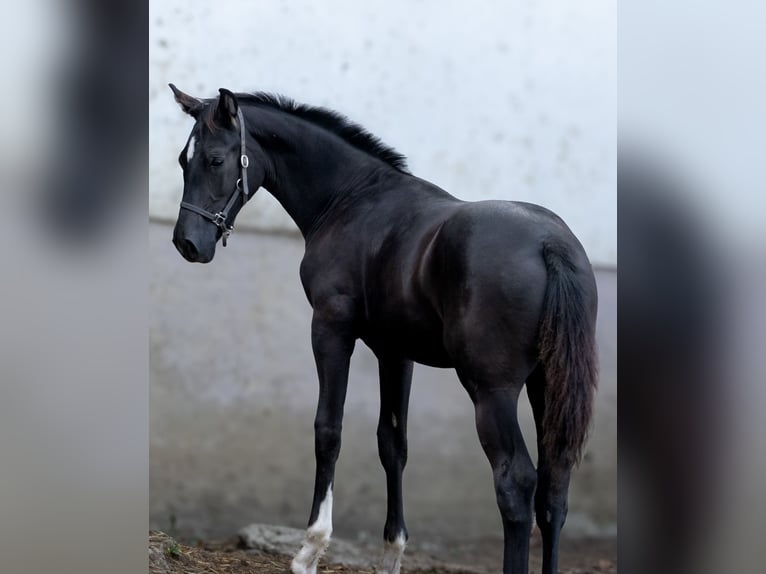 Westfalisk häst Blandning Hingst Föl (03/2024) Svart in Ragnitz