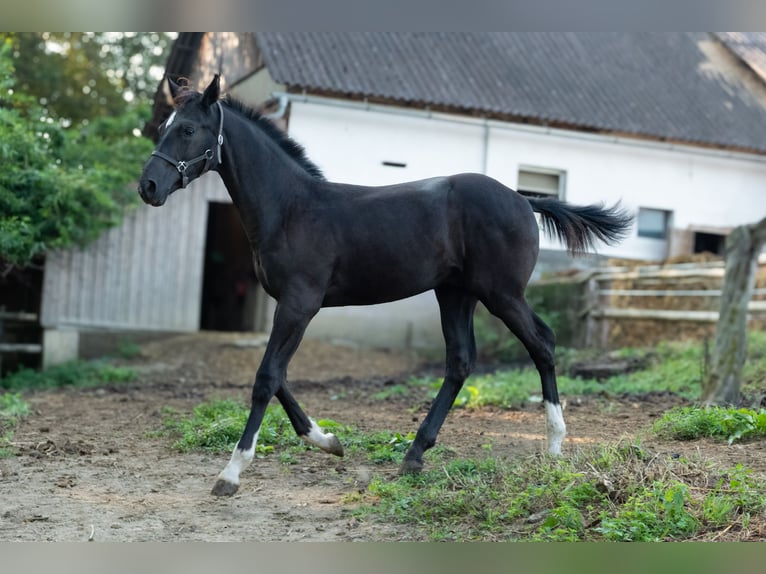 Westfalisk häst Blandning Hingst Föl (03/2024) Svart in Ragnitz