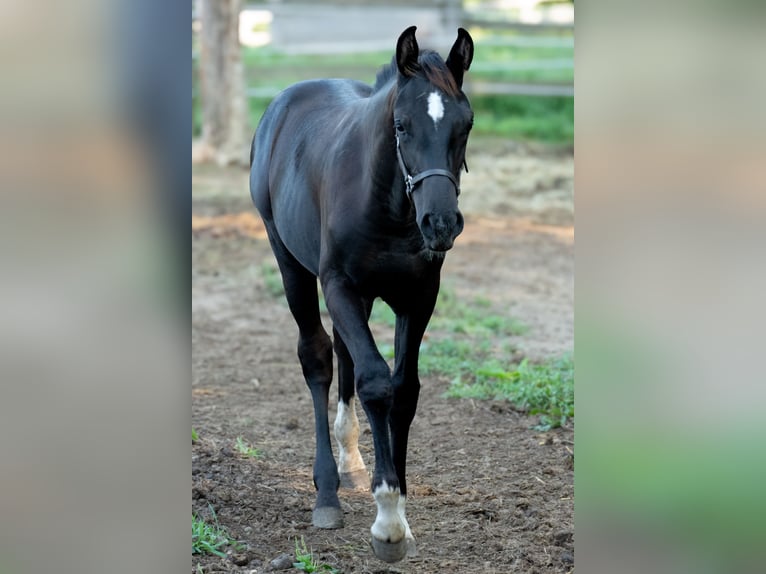 Westfalisk häst Blandning Hingst Föl (03/2024) Svart in Ragnitz