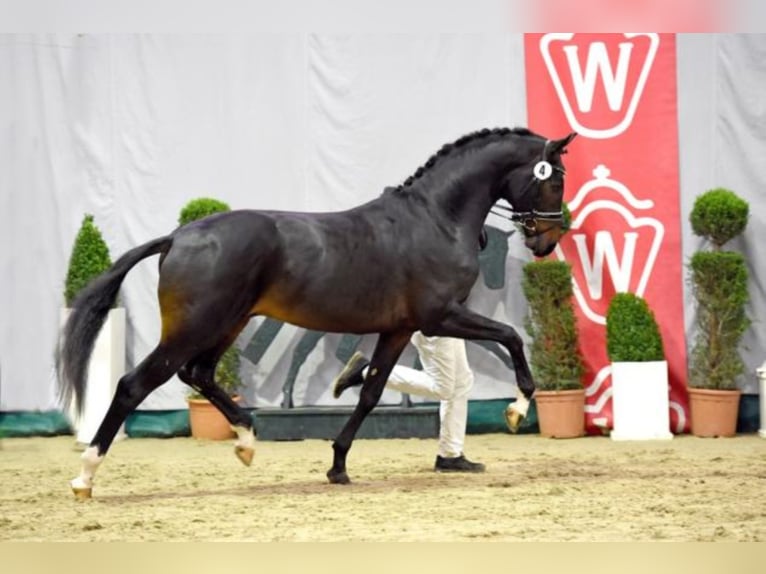 Westfalisk häst Hingst Mörkbrun in Celle