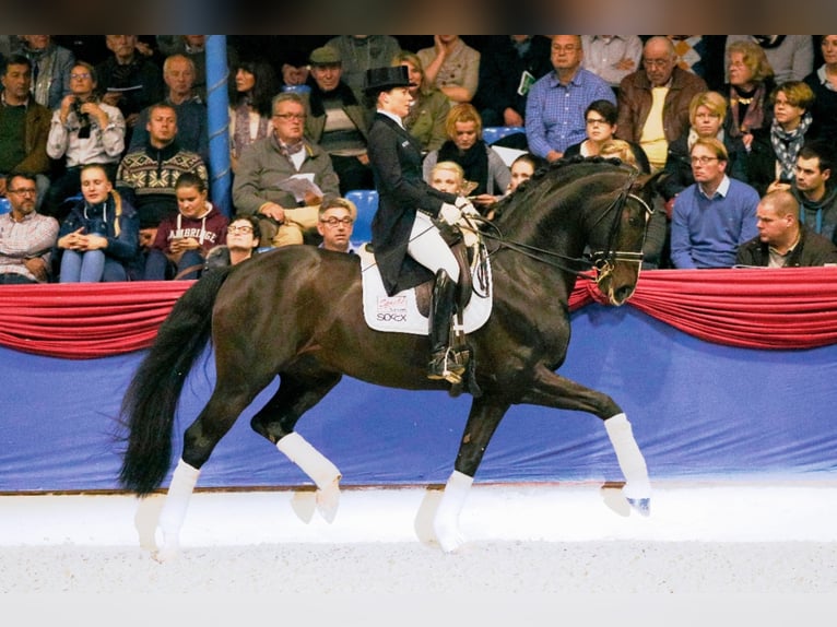 Westfalisk häst Hingst Mörkbrun in Löningen