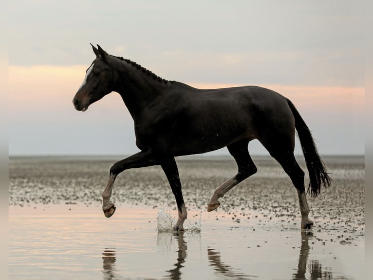 Westfalisk häst Sto 10 år 159 cm Mörkbrun in Menden
