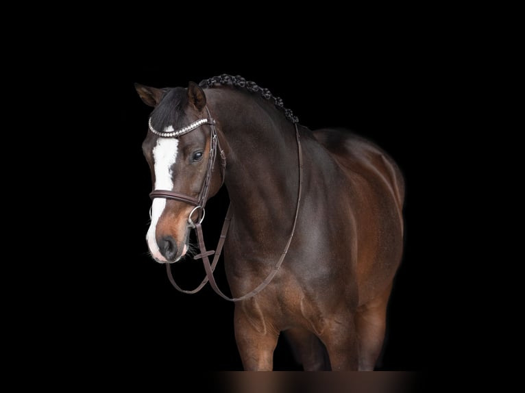 Westfalisk häst Sto 10 år 159 cm Mörkbrun in Menden