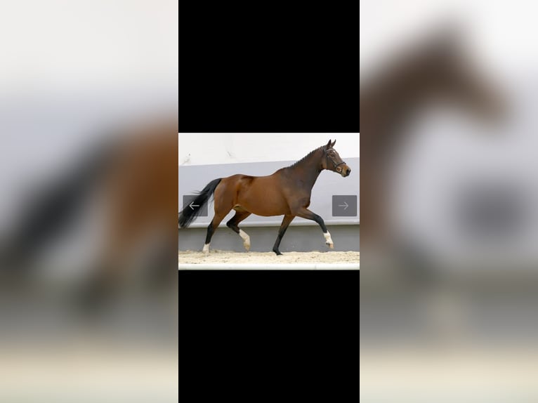 Westfalisk häst Sto 10 år 171 cm Brun in Werne