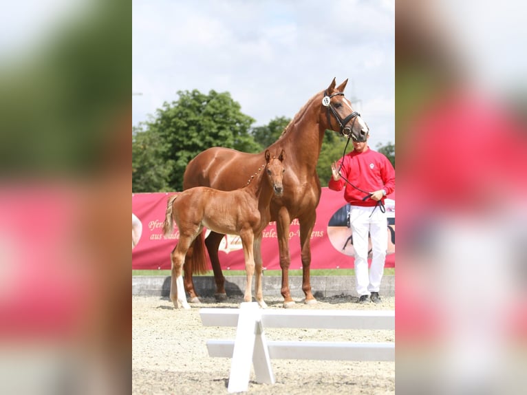 Westfalisk häst Sto 10 år 171 cm fux in Hövelhof
