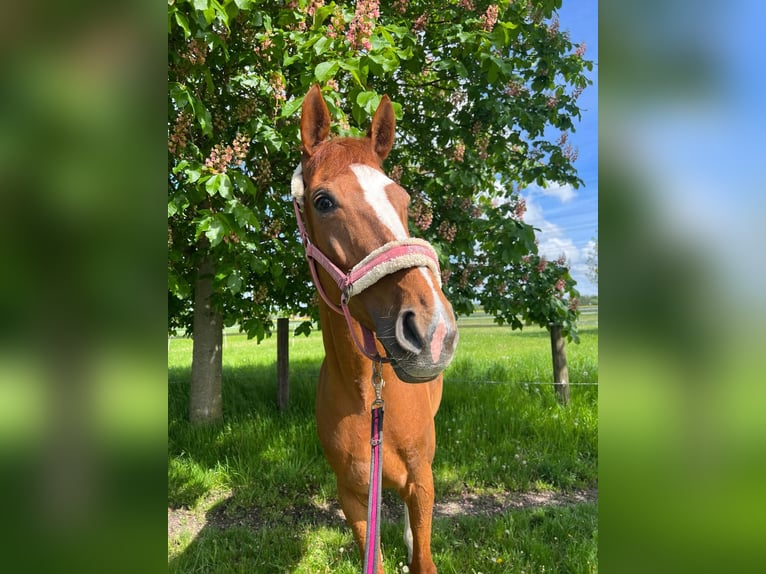 Westfalisk häst Sto 10 år 172 cm fux in Karlsfeld