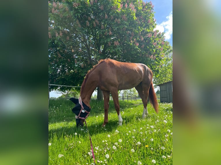 Westfalisk häst Sto 10 år 172 cm fux in Karlsfeld