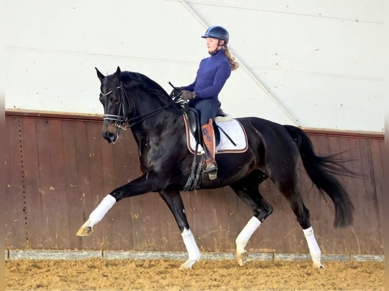 Westfalisk häst Sto 10 år 172 cm Rökfärgad svart in Nideggen