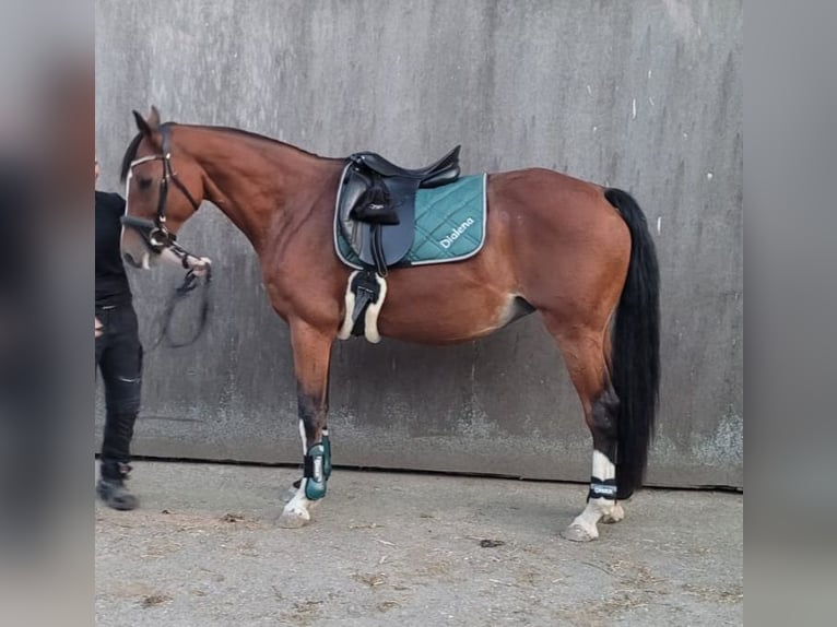 Westfalisk häst Sto 11 år 163 cm Brun in Kranenburg