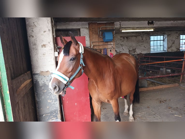 Westfalisk häst Sto 11 år 163 cm Brun in Kranenburg