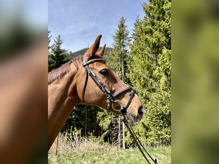 Westfalisk häst Sto 11 år 163 cm fux in Nesselwängle