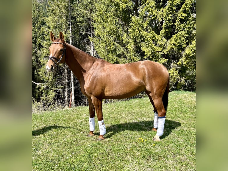 Westfalisk häst Sto 11 år 163 cm fux in Nesselwängle