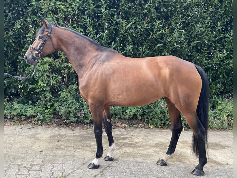 Westfalisk häst Sto 11 år 167 cm Brun in Roetgen