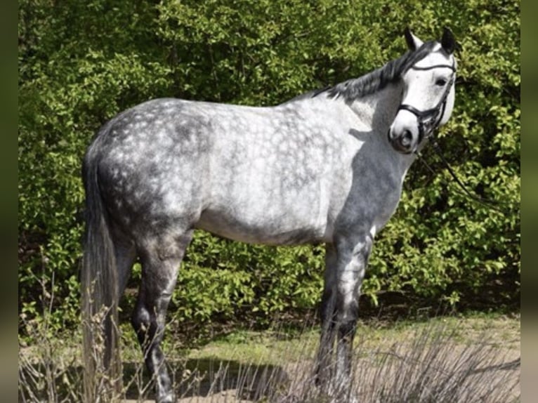 Westfalisk häst Sto 11 år 168 cm Grå in Köln
