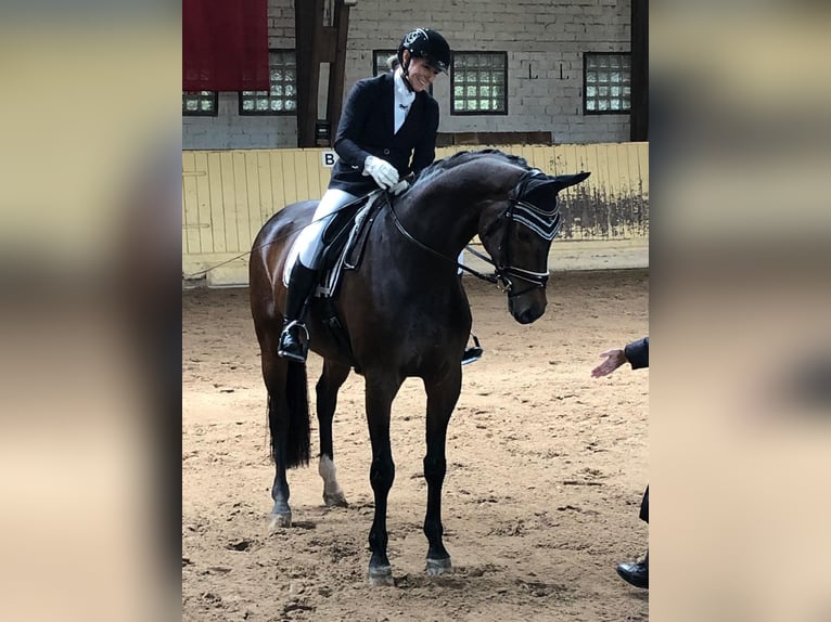 Westfalisk häst Sto 11 år 169 cm Brun in Schwanau