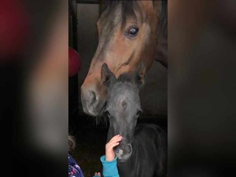 Westfalisk häst Sto 11 år 169 cm Brun in Schwanau