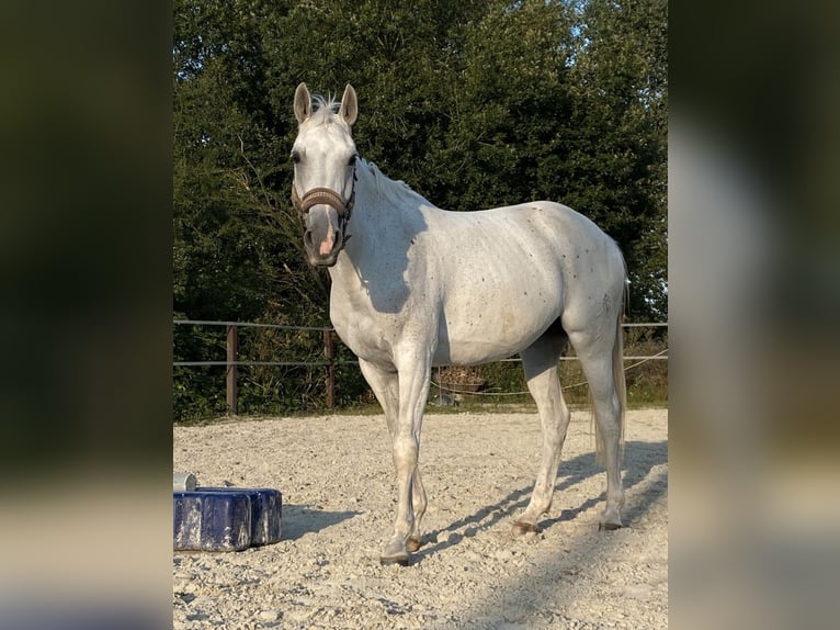 Westfalisk häst Sto 12 år 161 cm Grå in Ascheberg