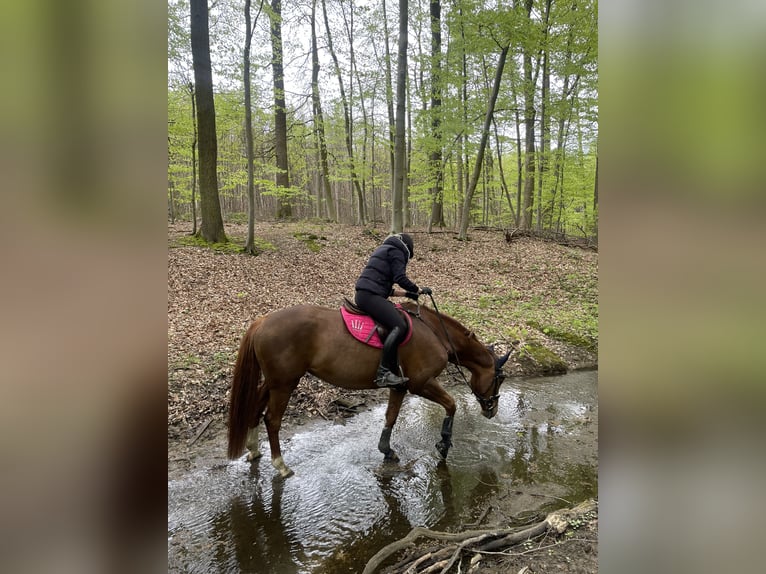 Westfalisk häst Sto 12 år 164 cm fux in Lippstadt