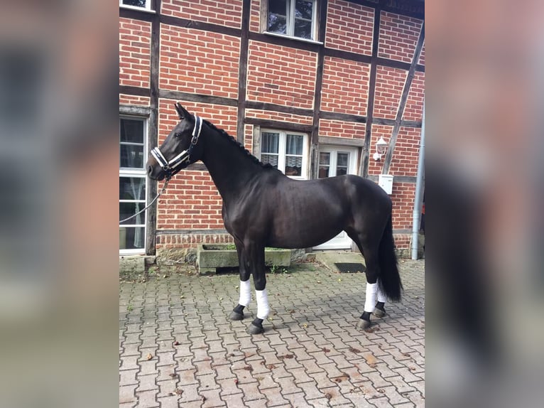 Westfalisk häst Sto 12 år 164 cm Rökfärgad svart in Uslar
