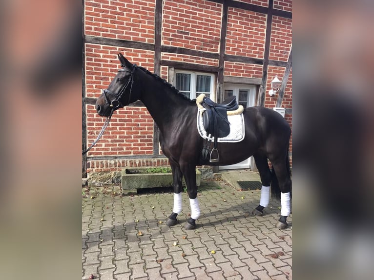 Westfalisk häst Sto 12 år 164 cm Rökfärgad svart in Uslar