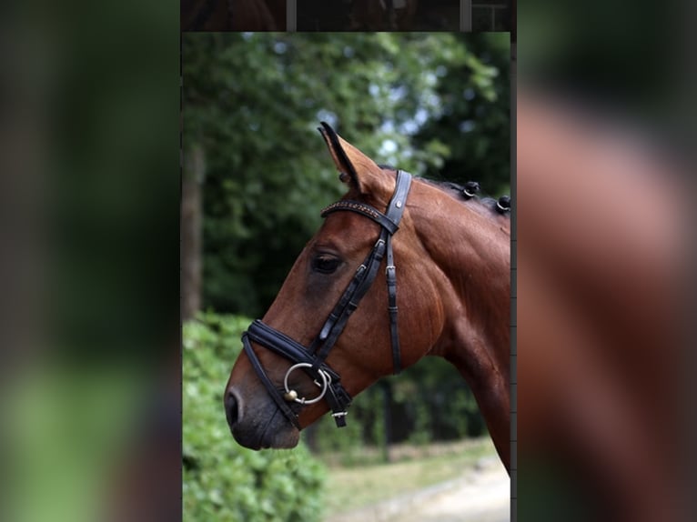 Westfalisk häst Sto 12 år 165 cm Brun in Wiesbaden