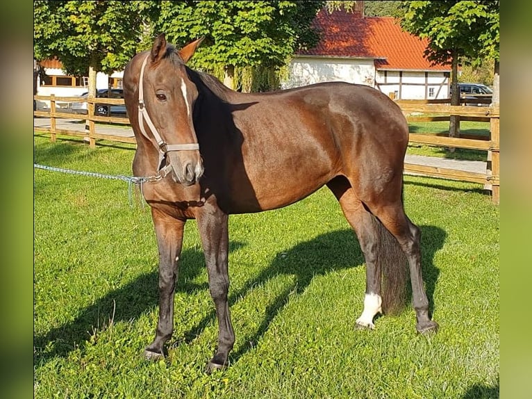 Westfalisk häst Sto 12 år 165 cm Brun in Drensteinfurt