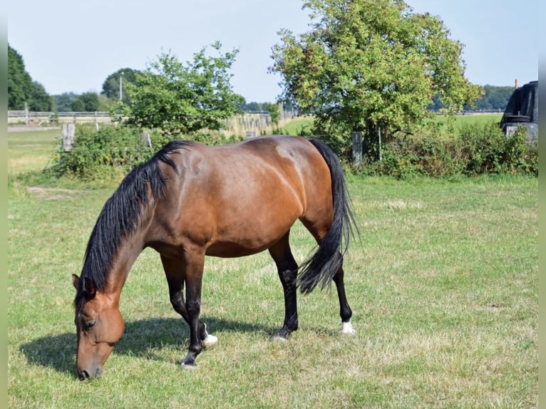 Westfalisk häst Sto 12 år 168 cm Brun in Stöckse
