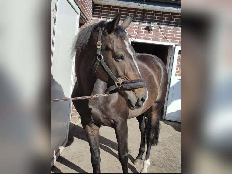 Westfalisk häst Sto 12 år 170 cm Mörkbrun in Hövelhof