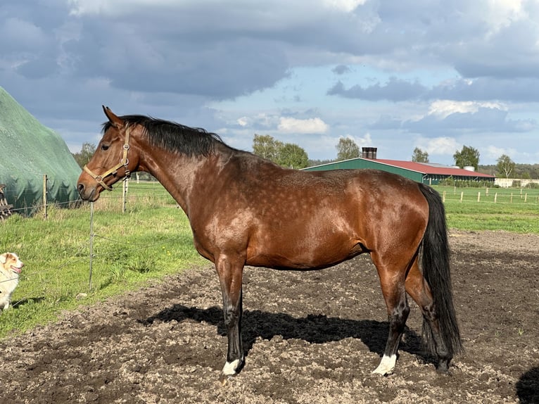 Westfalisk häst Sto 12 år 173 cm Brun in Langwedel