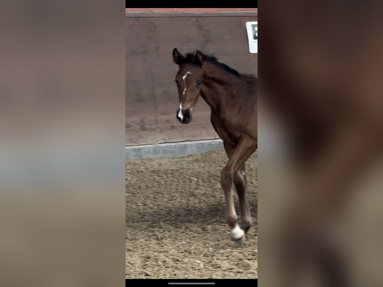 Westfalisk häst Sto 12 år 173 cm Brun in Langwedel