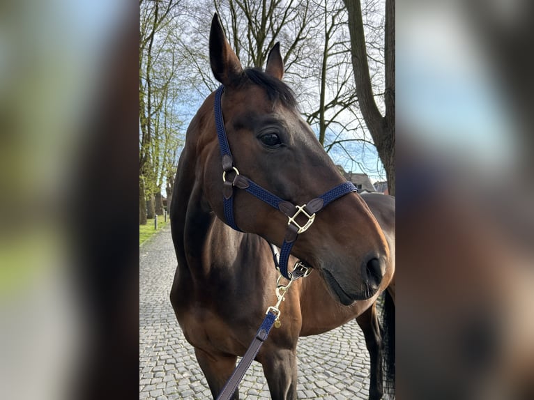 Westfalisk häst Sto 12 år 173 cm Brun in Kerpen