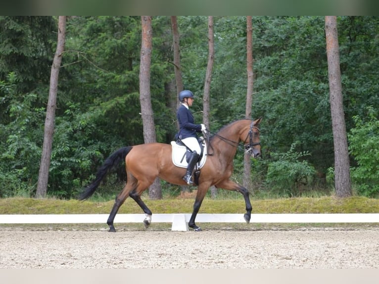 Westfalisk häst Sto 12 år 176 cm Brun in Verden (Aller)