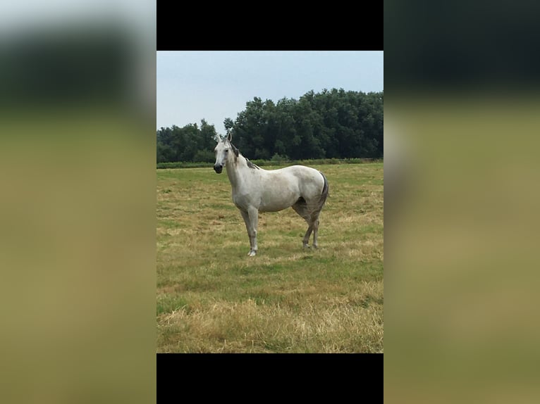 Westfalisk häst Sto 13 år 160 cm Grå in Castrop-Rauxel