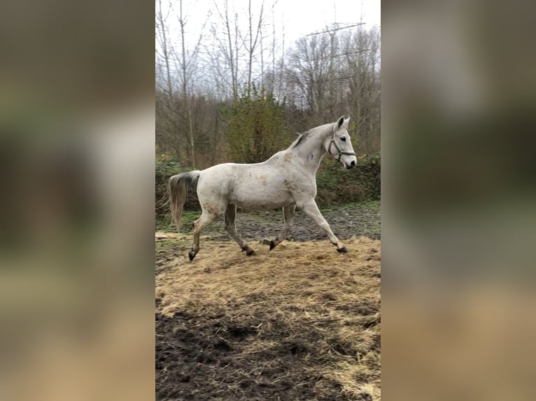 Westfalisk häst Sto 13 år 160 cm Grå in Castrop-Rauxel