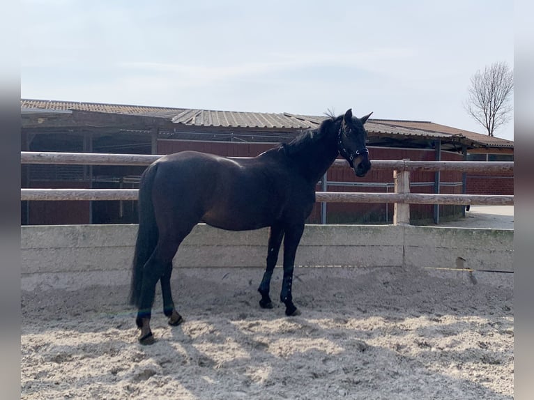 Westfalisk häst Sto 13 år 170 cm Rökfärgad svart in Telgte