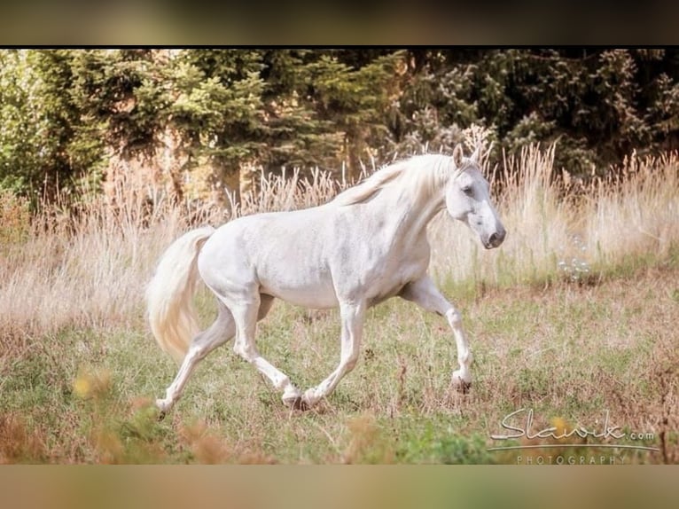 Westfalisk häst Sto 14 år 168 cm Grå in Wittingen